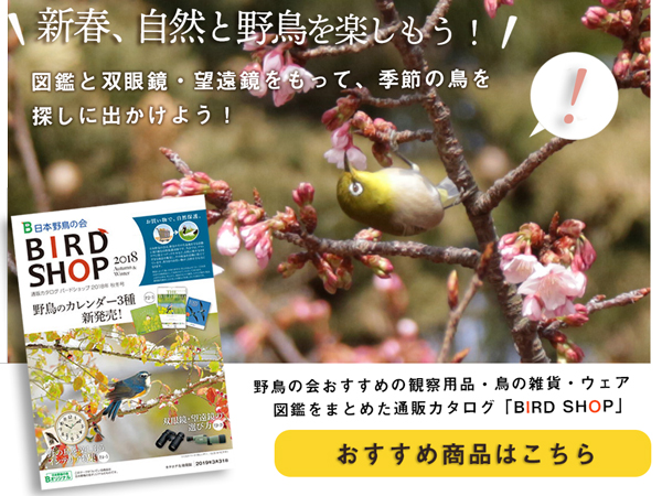 新着情報
