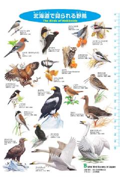 日本野鳥の会 バードショップオンライン Wild Bird ゲーム ホビー 文具 日本野鳥の会オリジナル下敷き 北海道の野鳥